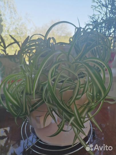 Комнатные цветы