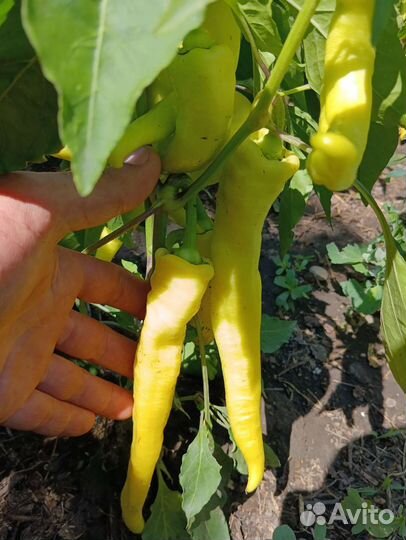 Перец цицак