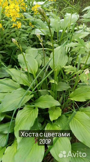 Многолетники садовые