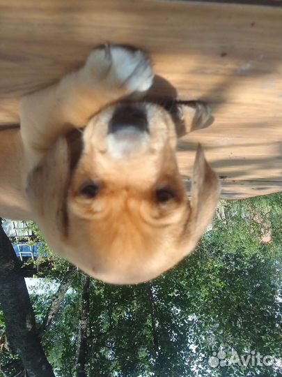 Собака в добрые руки щенок