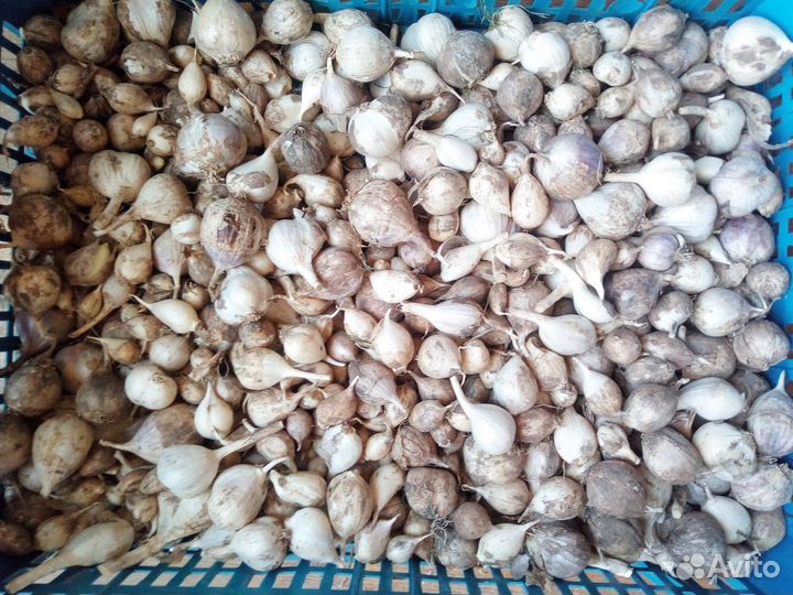 Озимый чеснок севок