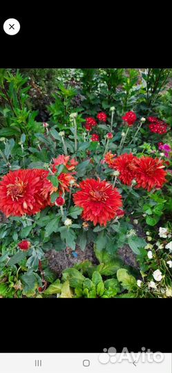 Хризантема корейская махровая, оранжевая и др