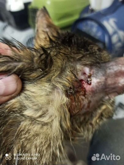 Котенок котята кот кошка в добрые руки