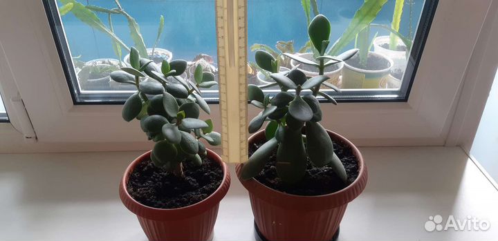 Денежное дерево толстянка крассула