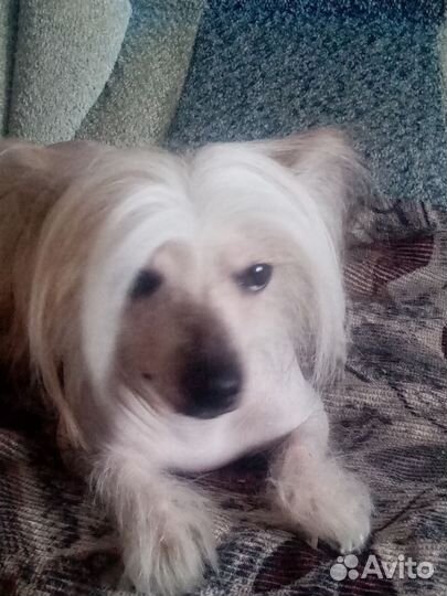 Китайская хохлатая. Вязка