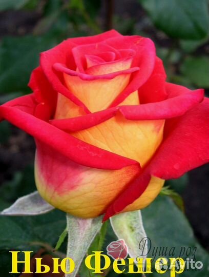 Кустовые розы саженцы (на осень)