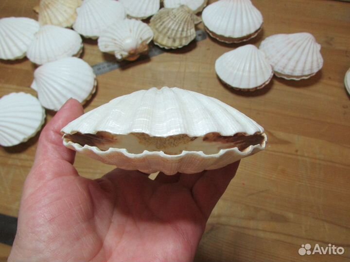 Ракушка-шкатулка (натуральная морская раковина)