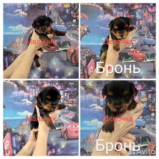 Йоркширский терьер щенки