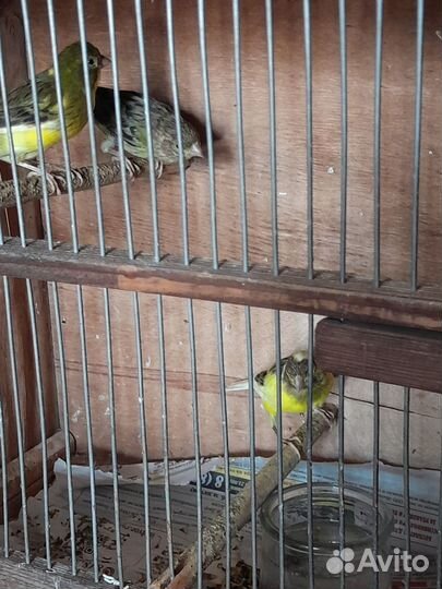 Канарейки молодежь