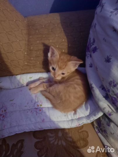 Рыжий котенок мальчик