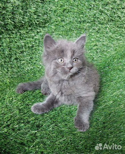 Котёнок Сильвер британец