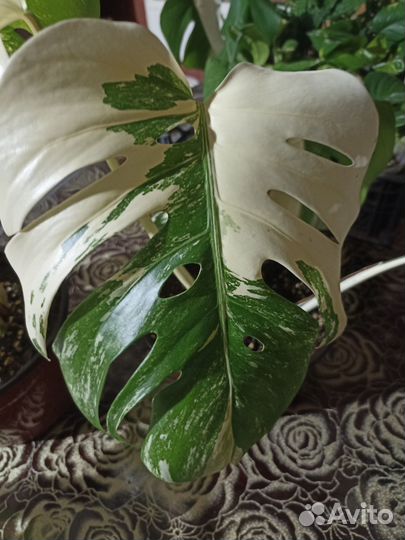 Монстера альба