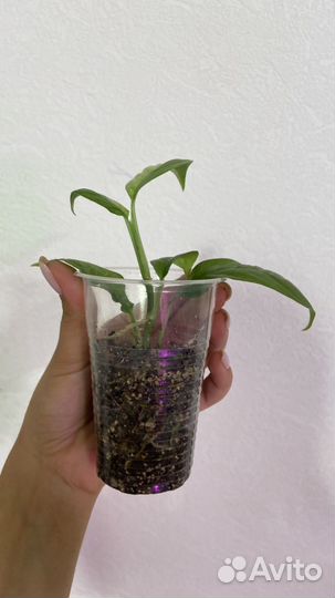 Рафидофора пуберула