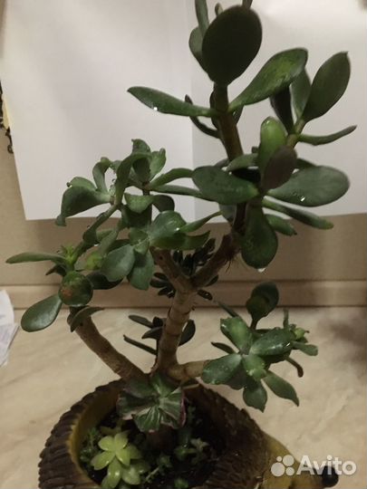 Красула (толстянка) сортавая