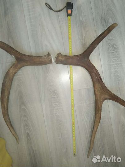 Рога лося
