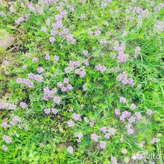 Варенье из чабреца