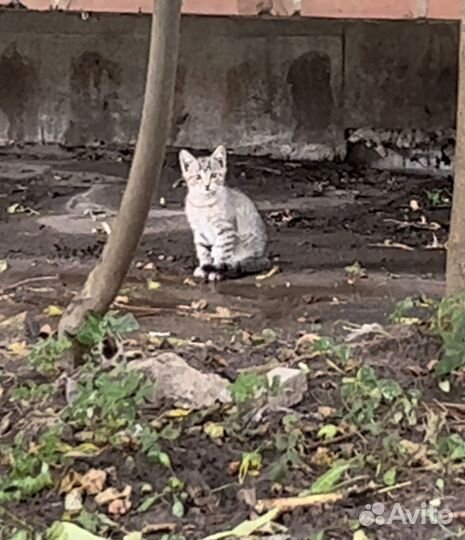 Малыши нуждаются в доме