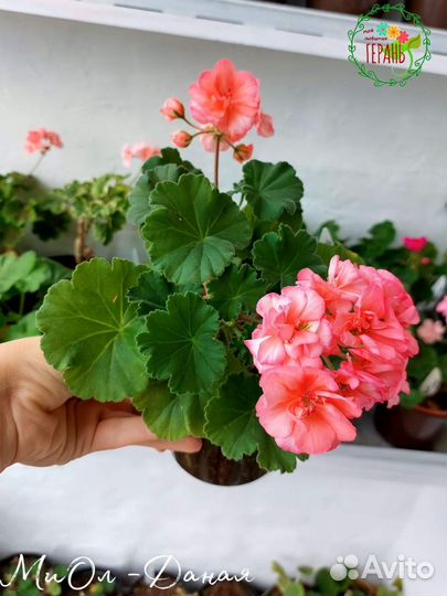 Пеларгония герань сортовая
