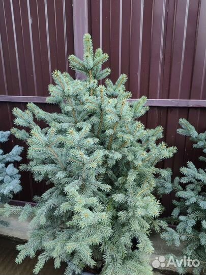Ель голубая в горшке