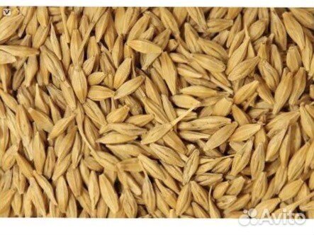 Шрот подсолнечника, Зерно пшеница ячмень горох
