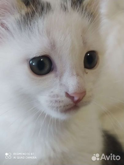 Отдадим в добрые руки котёнка-девочку