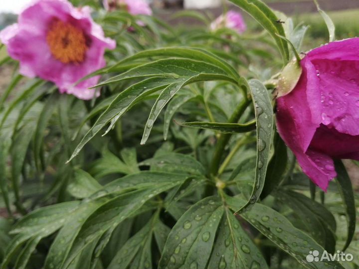 Куст Марьин корень