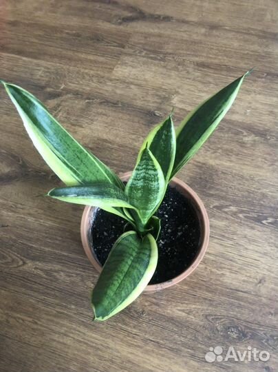 Сансевиерия трёхполосная (тёщин язык, щучий хвост)