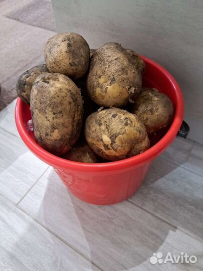 Картофель
