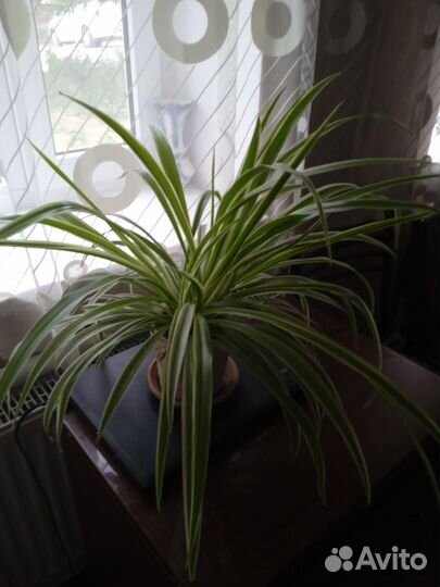 Хлорофитум большой