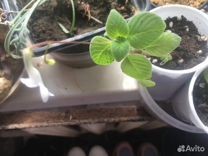 Стрептокарпелла белая на укоренении