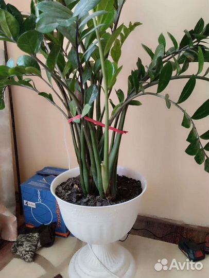 Замиокулькас