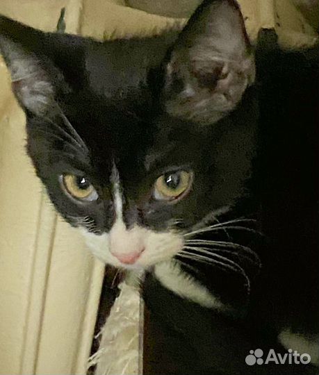 Котята 2,5 месяца,два мальчика