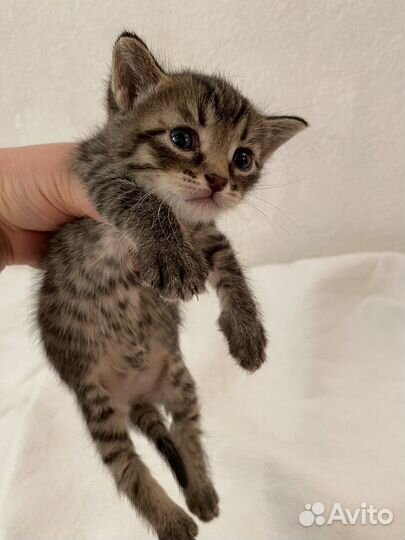 Котик в добрые руки