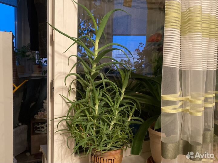 Алоэ лечебный