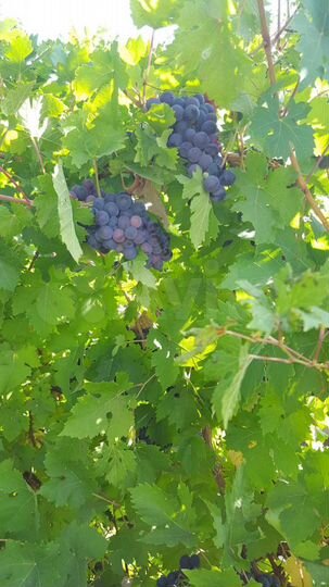 Дача 20 м² на участке 8 сот.