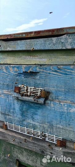 Пчёлы, пчелосемьи