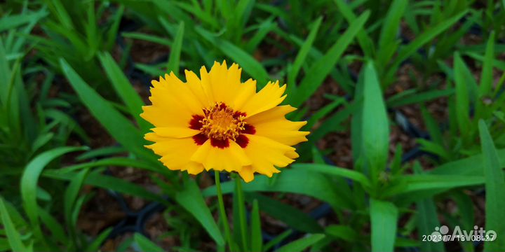 Кореопсис санфаер, цветы