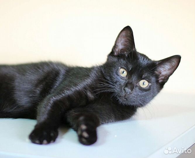 Котенок черный