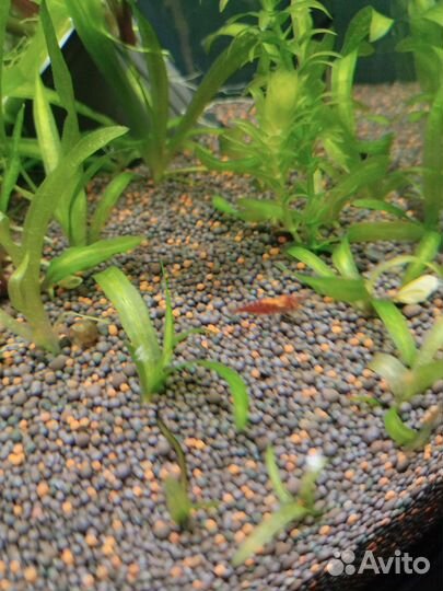 Аквариумные креветки