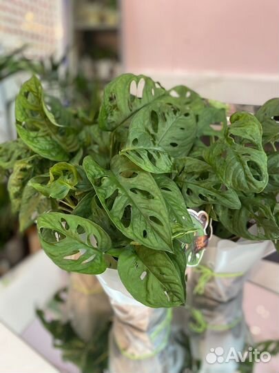 Монстера манки