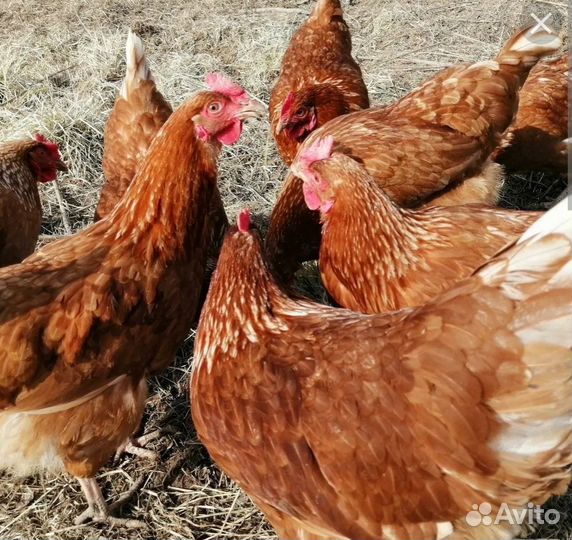Куры несушки