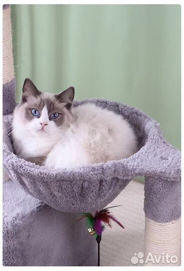 Качественная новая трехуровневая когтеточка