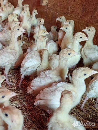 Индюшата биг-6, месячные