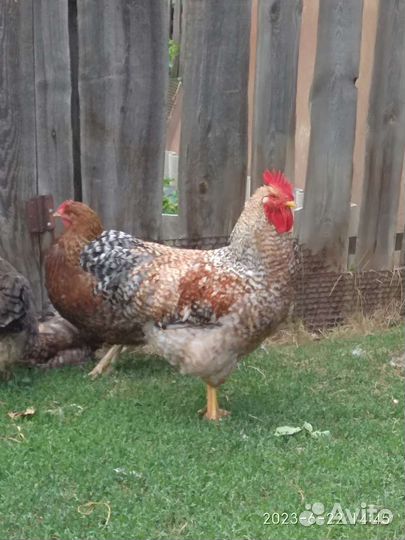 Инкубационное яйцо кур белефельдер и амераукана