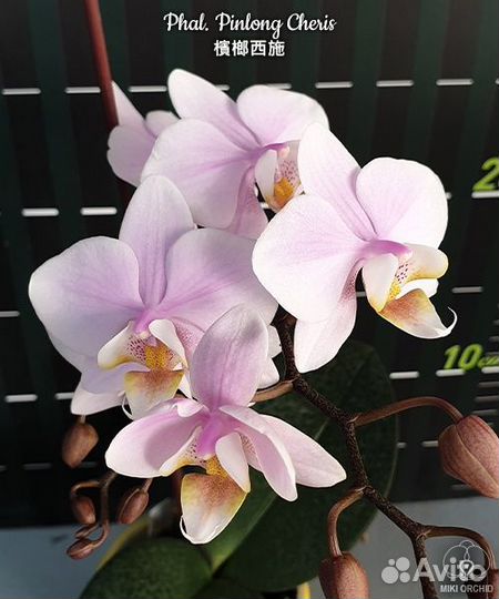 Орхидея Phal. Pinlong Cheris