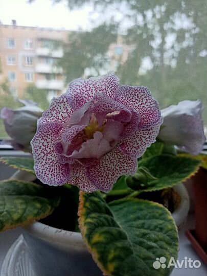 Продам глоксинию