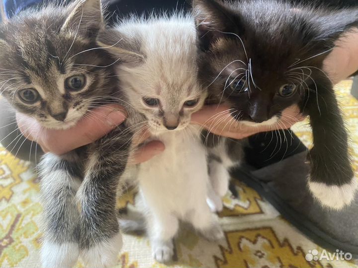 Котята в дар