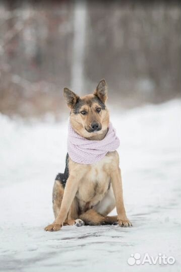 Собака из приюта