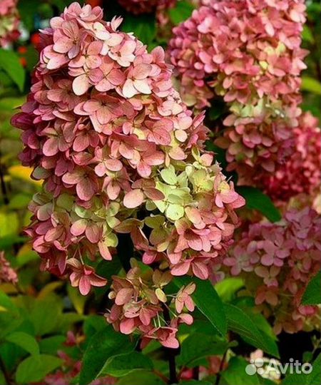 Гортензия метельчатая Мэджикал Кэндел