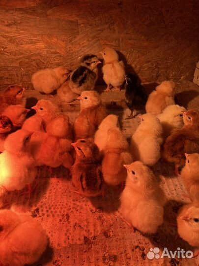 Цыплята несушки, индюшата